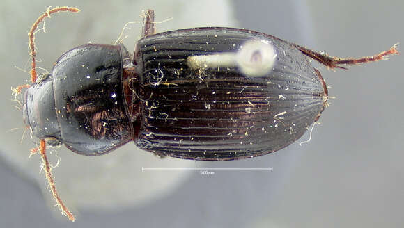 Anisodactylus (Anisodactylus) agricola (Say 1823) resmi