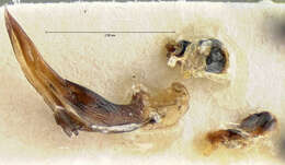 Anisodactylus (Anisodactylus) harrisii Le Conte 1863 resmi