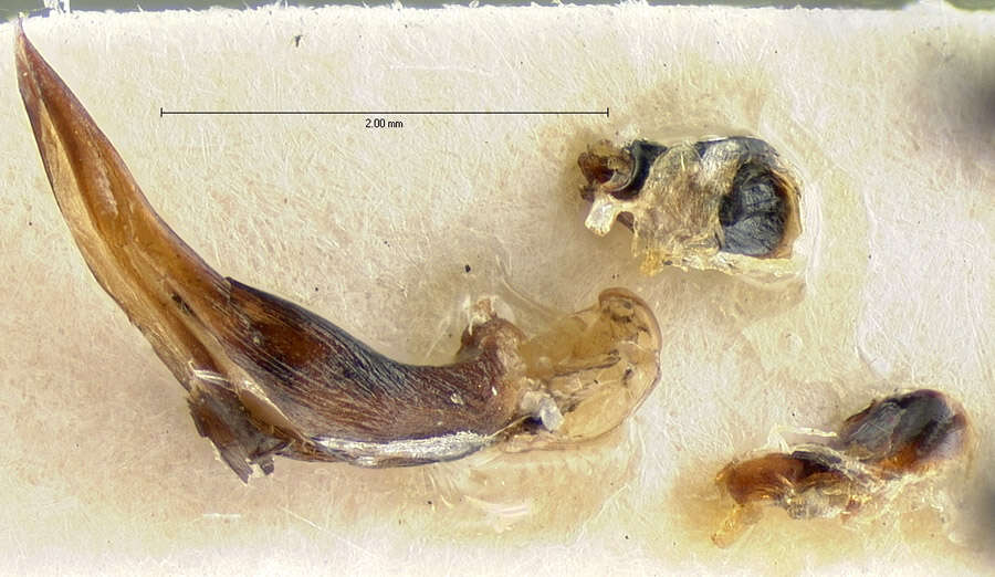 Anisodactylus (Anisodactylus) harrisii Le Conte 1863的圖片