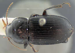 Anisodactylus (Anisodactylus) harrisii Le Conte 1863 resmi