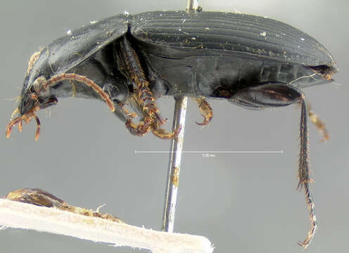 Image of Anisodactylus (Anisodactylus) harrisii Le Conte 1863