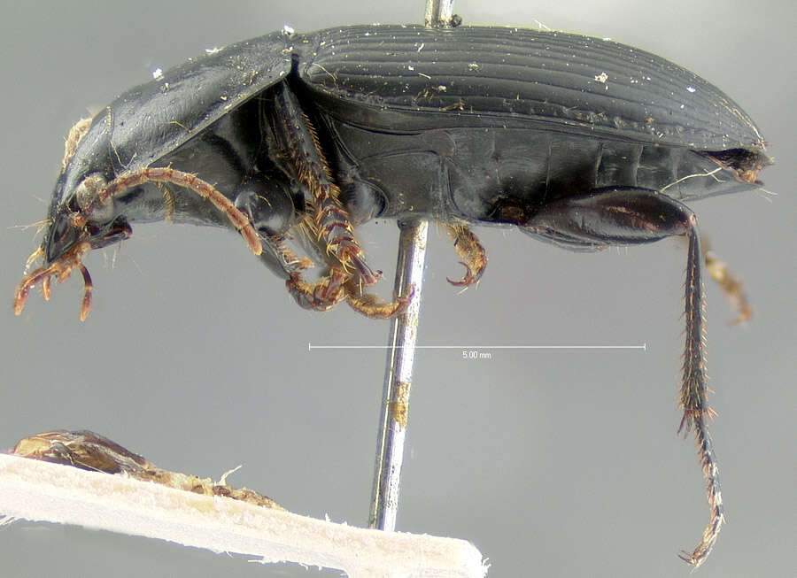 Anisodactylus (Anisodactylus) harrisii Le Conte 1863的圖片