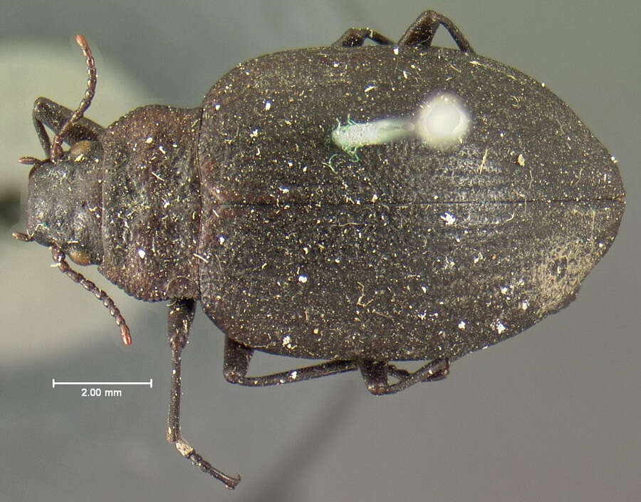 Image of trout-stream beetles