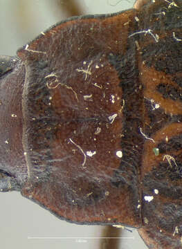 Sivun Amphizoa lecontei Matthews 1872 kuva