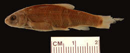 Image of Spotted minnow