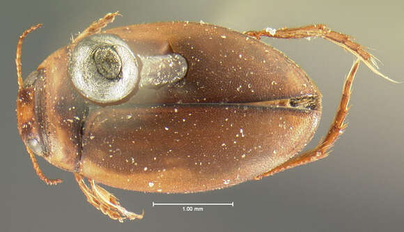 Image of <i>Hydroporus discoideus</i> Le Conte 1855