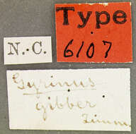Image of Gyrinus gibber Le Conte 1868