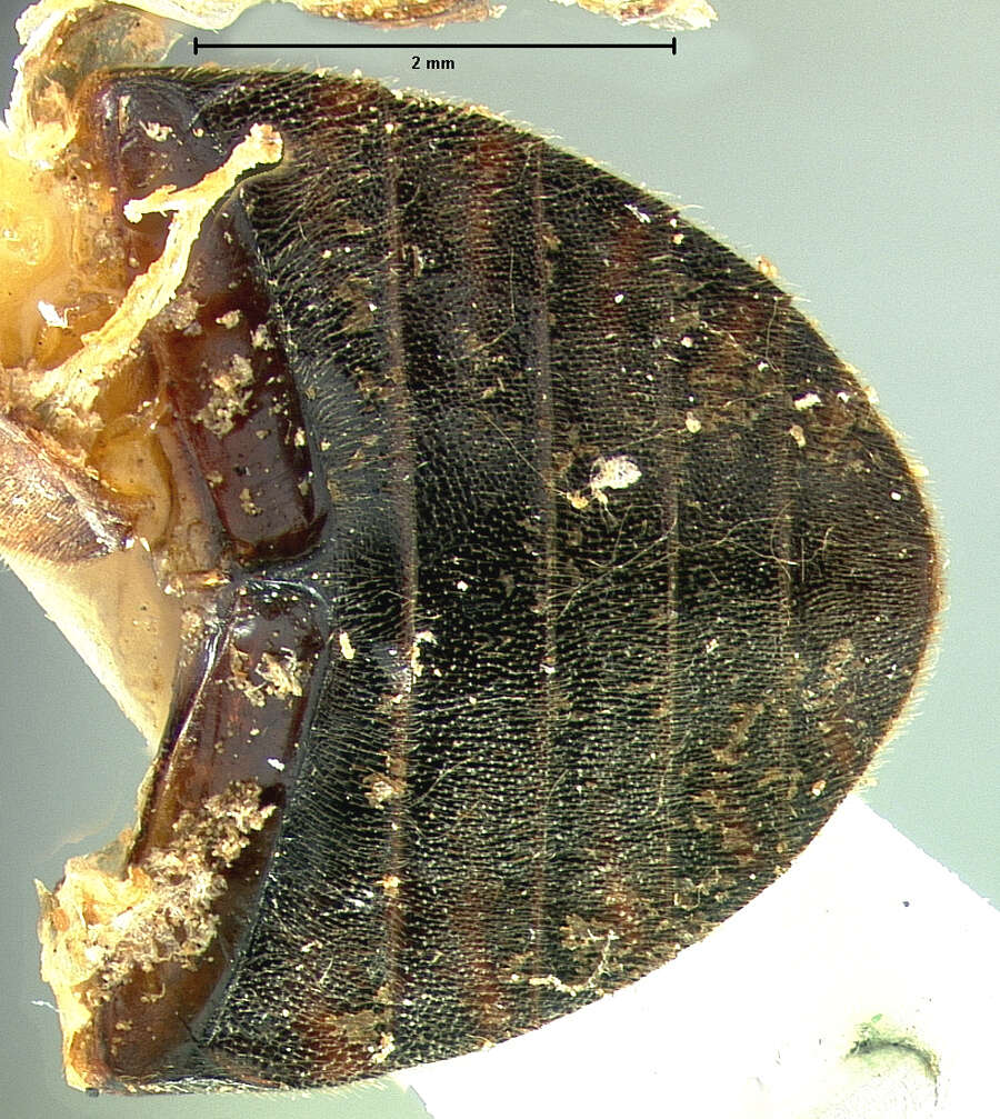 Image of Limnohydrobius tumidus (Le Conte & J. L. 1855)