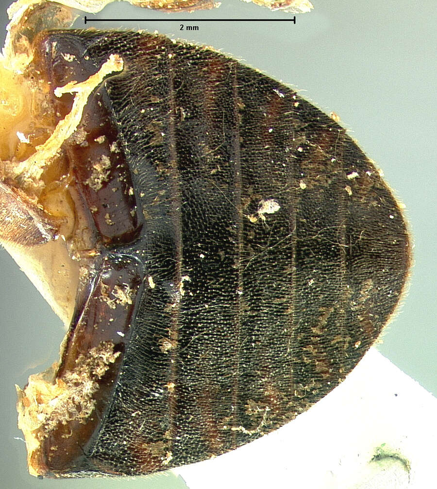 Слика од Limnohydrobius tumidus (Le Conte & J. L. 1855)