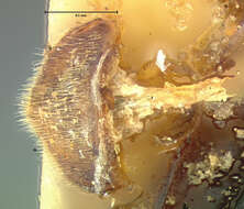 Слика од Limnohydrobius tumidus (Le Conte & J. L. 1855)