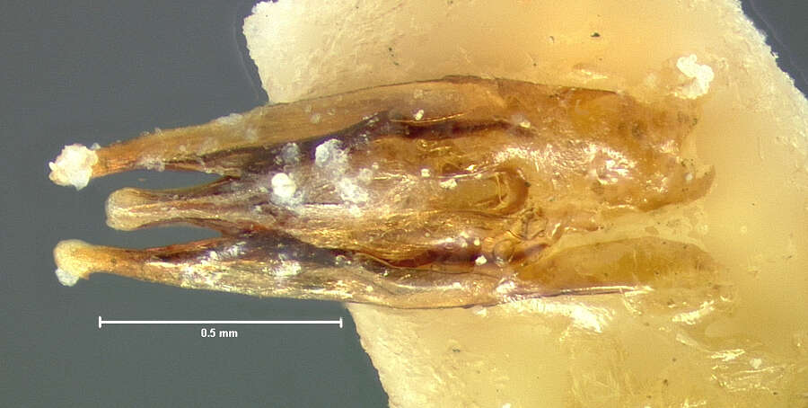 Слика од Limnohydrobius tumidus (Le Conte & J. L. 1855)