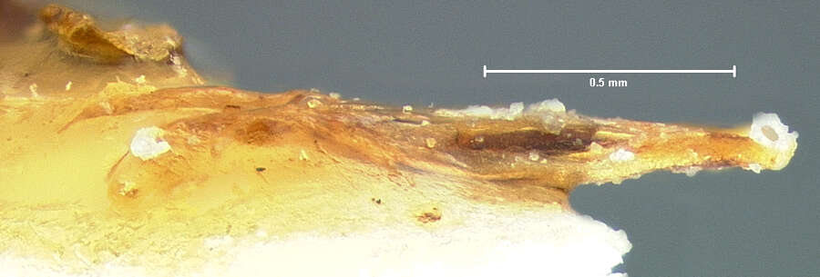 Слика од Limnohydrobius tumidus (Le Conte & J. L. 1855)