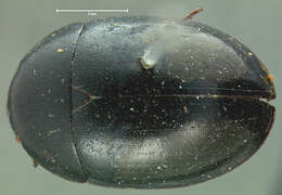 صورة Limnohydrobius tumidus (Le Conte & J. L. 1855)