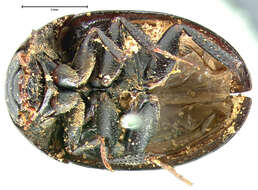 Image of Limnohydrobius tumidus (Le Conte & J. L. 1855)