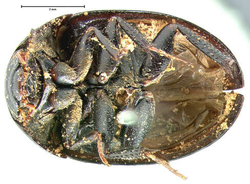 صورة Limnohydrobius tumidus (Le Conte & J. L. 1855)