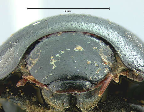 صورة Limnohydrobius tumidus (Le Conte & J. L. 1855)