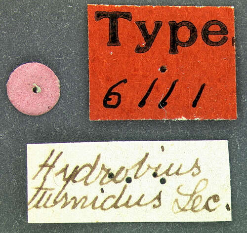 Image of Limnohydrobius tumidus (Le Conte & J. L. 1855)