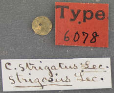 Image of Colymbetes strigatus Le Conte 1852
