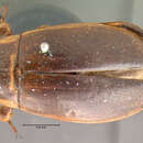 Image of <i>Dytiscus sublimbatus</i> Le Conte 1857