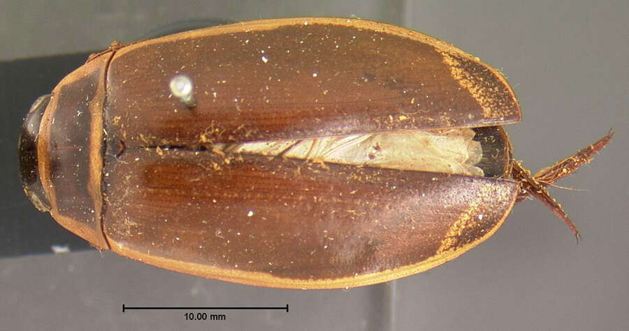 Image of Dytiscus circumcinctus Ahrens 1811