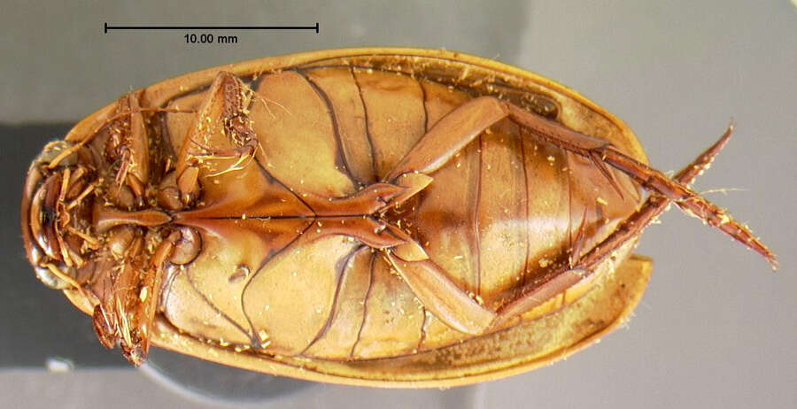 Image de Dytiscus circumcinctus Ahrens 1811