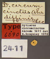 Image of Dytiscus circumcinctus Ahrens 1811