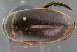 Image of Giant green water beetle