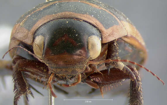 Image of Giant green water beetle