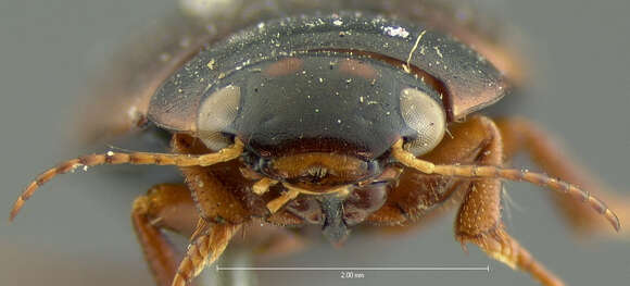 Image of Agabus (Gaurodytes) strigulosus (Crotch 1873)