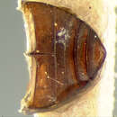 Image of Cercyon (Cercyon) floridanus Horn 1890