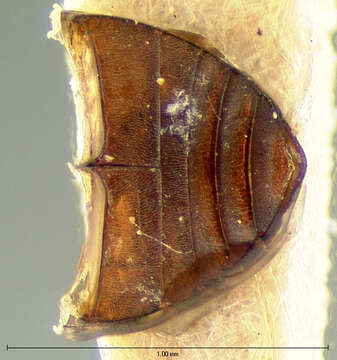 صورة Cercyon (Cercyon) floridanus Horn 1890