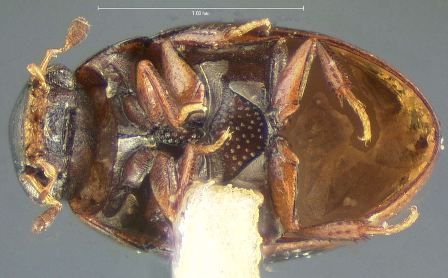 Image of Cercyon (Cercyon) floridanus Horn 1890