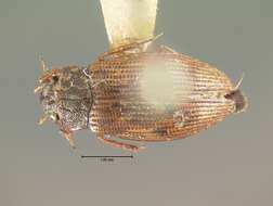 Image of Helophorus (Rhopalohelophorus) lineatus (Say 1823)