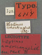 Image of Leptinus americanus Le Conte & J. L. 1866