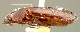 Image of Western False-form Beetles