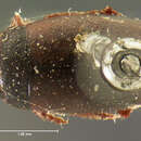 Image of <i>Hydroporus ruficapillus</i> Mannerheim 1852