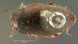 صورة <i>Hydroporus ruficapillus</i> Mannerheim 1852