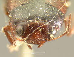 صورة <i>Hydroporus ruficapillus</i> Mannerheim 1852