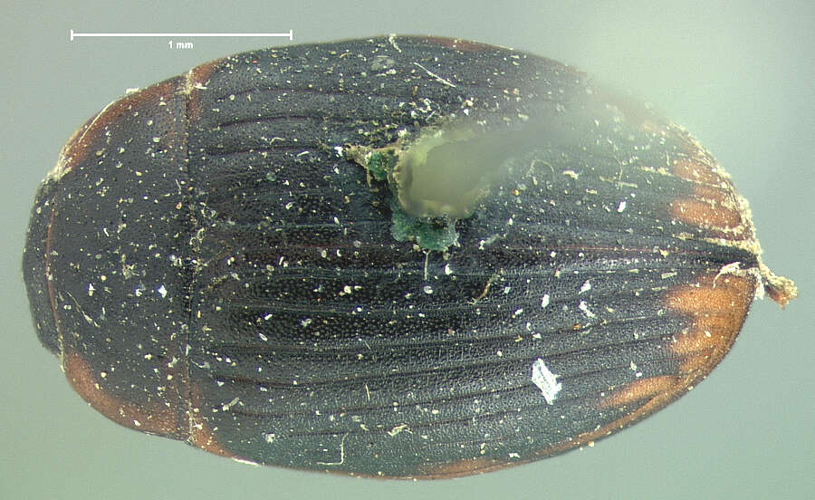 Image of Water scavenger beetle