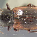 Imagem de Anisodactylus (Anadaptus) nivalis G. Horn 1880