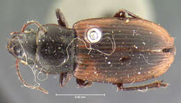 Anisodactylus (Anadaptus) nivalis G. Horn 1880 resmi