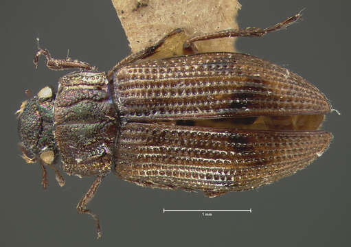 Image of Helophorus (Rhopalohelophorus) auricollis (Eschscholtz 1822)