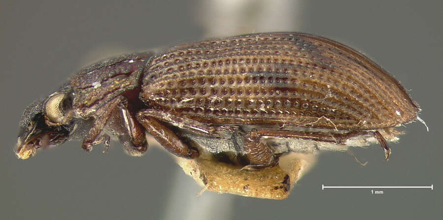 Image of Helophorus (Rhopalohelophorus) auricollis (Eschscholtz 1822)