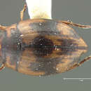 Image of Oreodytes picturatus (Horn 1883)