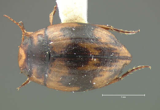 Image of Oreodytes picturatus (Horn 1883)