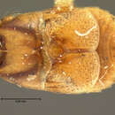 Image of Beaver Parasite Beetle