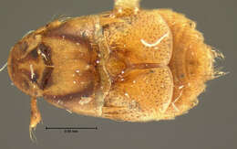 Image de Platypsyllus