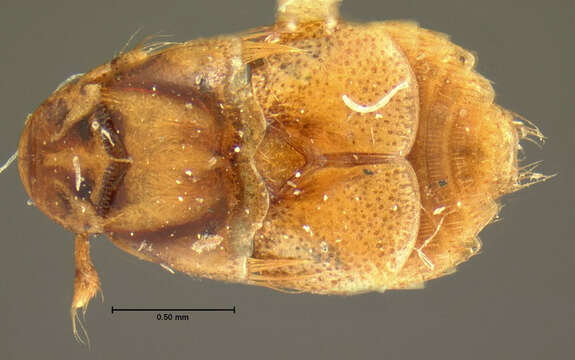 Image of Platypsyllus