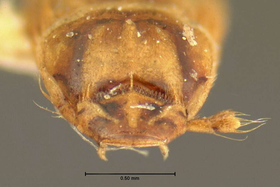 Image de Platypsyllus