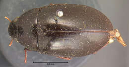 Image of Hydrochara obtusata (Say 1823)